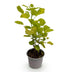 Cotinus coggygria Golden Spirit - Gelb, pflegeleicht, 12cm Topf Bild 2