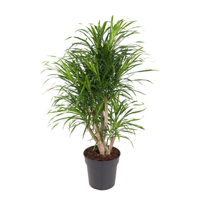 Dracaena Anita - Drachenbaum, Ø24cm, 100cm hoch