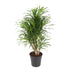Dracaena Anita - Dragon Tree, Ø24cm, 100cm high Bild 1