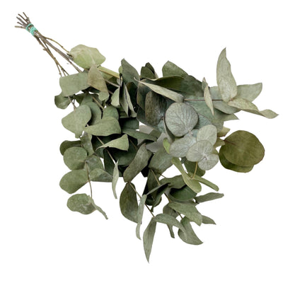 Getrockneter Eukalyptus Cinerea, 6 Büsche, 50 cm