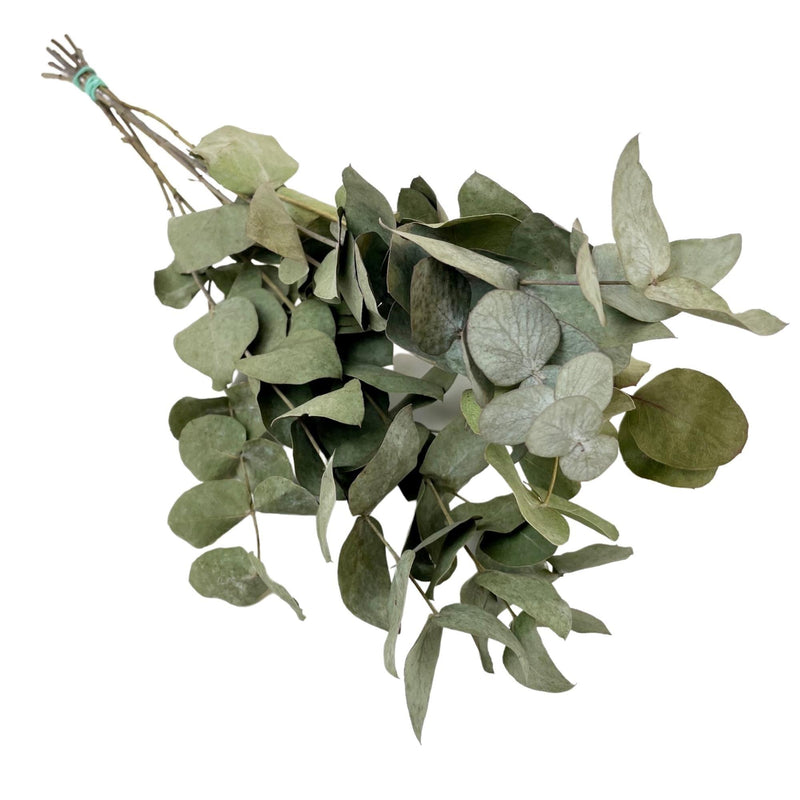 Dried Eucalyptus Cinerea, 6 bunches, 50 cm