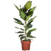 Ficus Benghalensis 'Joy' P21 - Elegant Indoor Plant, 90cm Tall Bild 1