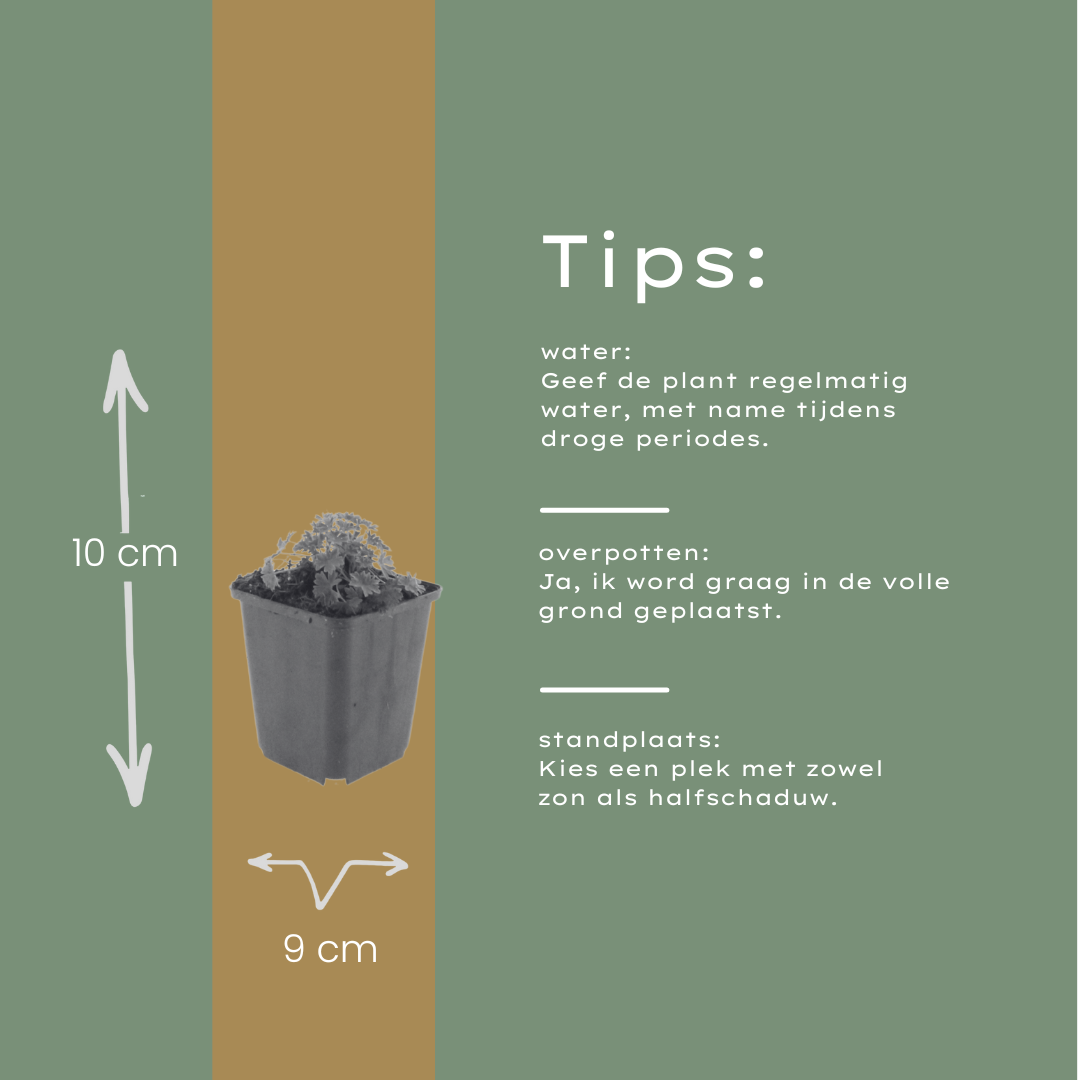 Geranium cinereum 'Ballerina' im 9cm Topf, 10-25cm hoch (12 Stück)