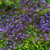 Campanula poscharskyana (Serbian Bellflower) - Pack of 12 Bild 7