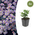 6x Aster ageratoides 'Stardust' - 10-25cm - Ø9cm Bild 1