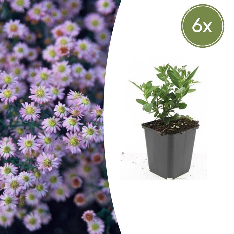 6x Aster ageratoides 'Stardust' - 10-25cm - Ø9cm