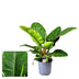 Philodendron Imperial Green: Elegant Green Plant, Ø19cm, ↕55cm Bild 2
