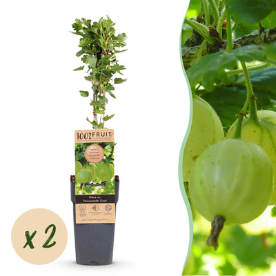 Green boutiQ - Fruit plant - Ribes uva-crispa Hinnonmäki Grün - Gooseberry - Hardy - Green Berry - 2 Plants - Pot 15cm - Height 50cm
