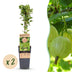 Green boutiQ - Fruit plant - Ribes uva-crispa Hinnonmäki Grün - Gooseberry - Hardy - Green Berry - 2 Plants - Pot 15cm - Height 50cm Bild 1