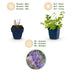 Green boutiQ - Stauden - Nepeta faassenii 'Six Hills Giant' - Katzenminze - Bienen- und Schmetterlingsanwerfer - Lila - 6 Pflanzen - Topf 11cm - Höhe 15-25cm Bild 4