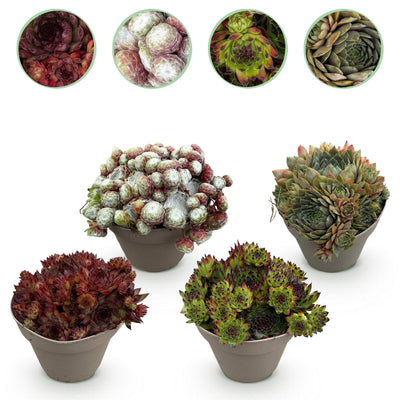 GreenboutiQ Sempervivum Big Sam: 4 Winterharte Sukkulenten, Farbenmix