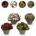 GreenboutiQ Sempervivum Big Sam: 4 Winterharte Sukkulenten, Farbenmix Bild 1