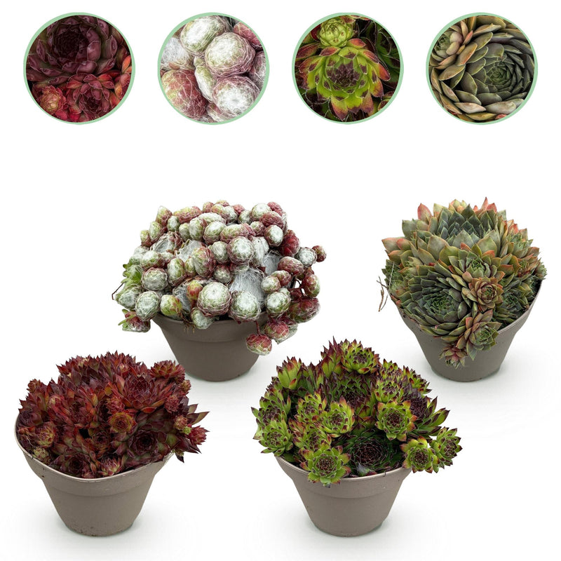 GreenboutiQ Sempervivum Big Sam: 4 Winterharte Sukkulenten, Farbenmix