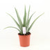 Aloe Vera P24: Sukkulente, Ø24cm, ↕70cm Bild 1