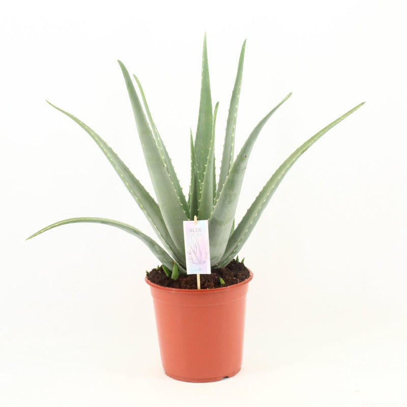 Aloe Vera P24: Sukkulente, Ø24cm, ↕70cm