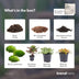 Bottle Garden Kit: Calathea Makoyana & Fittonia Set Bild 4
