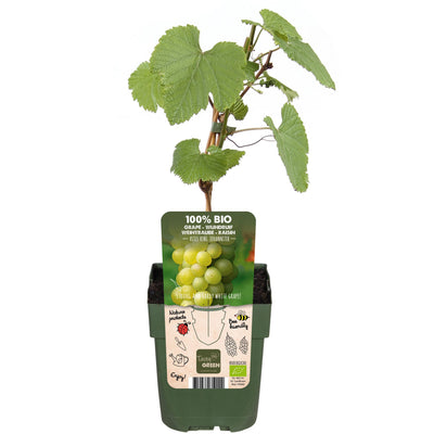 Bio Johanniter Weinrebe (Vitis vinifera) im 13cm Topf, 45cm hoch
