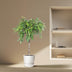 Ficus Amstel King, geflochtener Stamm, 130 cm Höhe, Topfdurchmesser 30 cm Bild 3