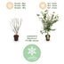 Acer palmatum 'Katsura' - Japanischer Ahorn, 90cm, Topf 26cm Bild 4