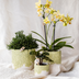 Hummingbird Flower Pot Green Ø12cm - Natural Elegance for Your Home Bild 5