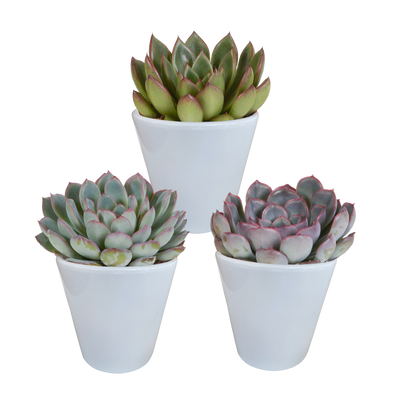 Echeveria-Mix im weißen Topf - 3er Pack, 8,5 cm