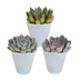 Echeveria-Mix im weißen Topf - 3er Pack, 8,5 cm Bild 1