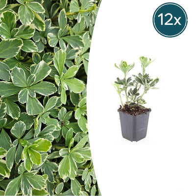12x Pachysandra 'Variegata' (10-25cm) – Immergrüner Bodendecker