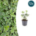 12x Pachysandra 'Variegata' (10-25cm) – Immergrüner Bodendecker Bild 1