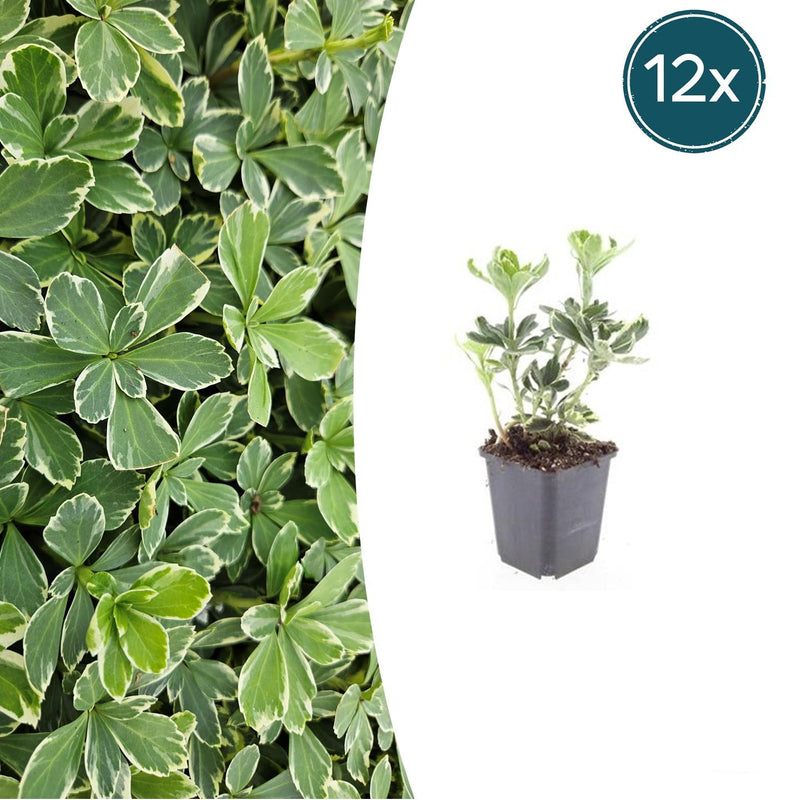 12x Pachysandra 'Variegata' (10-25cm) – Immergrüner Bodendecker