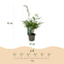 Green boutiQ Fargesia robusta Pingwu Bambus - Nicht wuchernd - 2 Pflanzen Bild 3