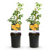 Green boutiQ Trumpet Vine 'Flava' - Yellow Flowers, Easy to Care For, 2 Plants Bild 2