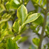 GreenboutiQ Liguster Ovalifolium Aureum: 8 Gelb-Grüne Heckenpflanzen, 1m Bild 5