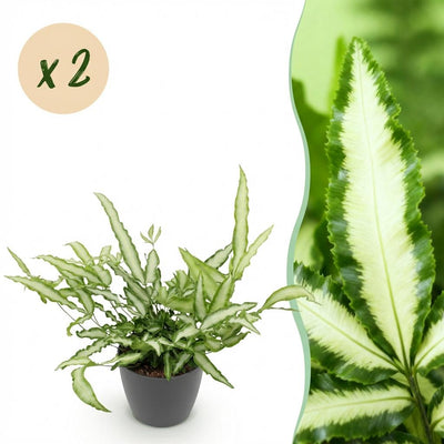 2x Pteris cretica Albolineata Schwertfarn, haustierfreundlich, 20cm
