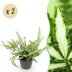 2x Pteris cretica Albolineata Schwertfarn, haustierfreundlich, 20cm Bild 1
