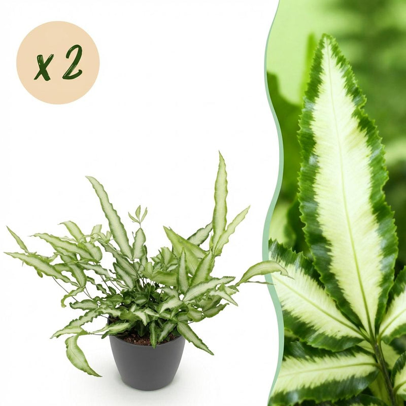 2x Pteris cretica Albolineata Schwertfarn, haustierfreundlich, 20cm