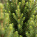 Picea glauca Conica - Zuckerhutfichte - Grün - Weihnachtsbaum - inkl. Jutesack - Ø19cm - ↕65cm Bild 4