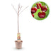 GreenboutiQ Kirschbaum 'Regina' – Rote Süßkirsche im 21cm Topf, 90cm hoch Bild 1