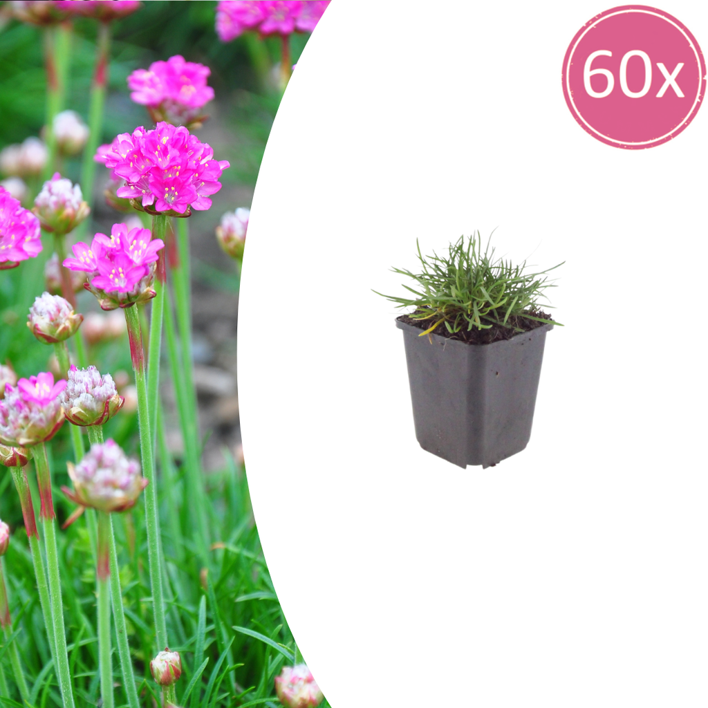60x Armeria m. 'Splendens' - ↕10-25cm - Ø9cm