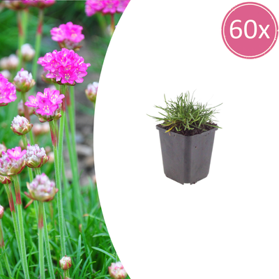 60x Armeria maritima 'Splendens' - 10-25cm hoch, Topf Ø9cm