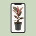 Ficus Elastica Belize – Gummibaum Ø17cm – H55cm – Luftreinigend Bild 5