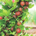 2x Gooseberry Hinnonmäki Röd (Ribes uva-crispa) - 15cm Pot Bild 5