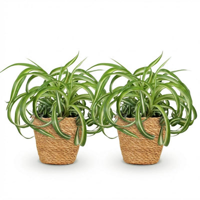 Grüne Graslilie 'Bonnie' – 2x Lockige Chlorophytum