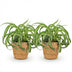Green Spider Plant 'Bonnie' – 2x Curly Chlorophytum Bild 2