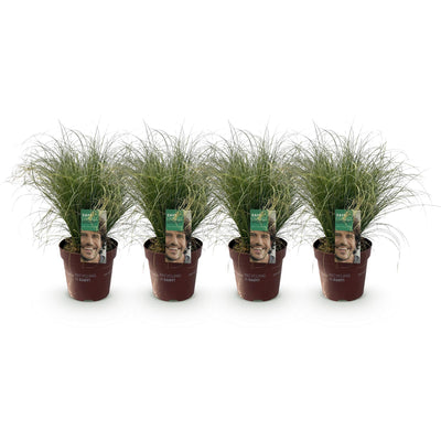 GreenboutiQ Ziergras Carex comans Frosted Curls - 4 Pflanzen