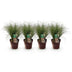 GreenboutiQ Ziergras Carex comans Frosted Curls - 4 Pflanzen Bild 2