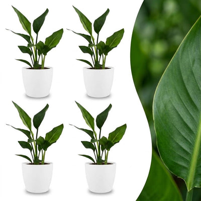 Green boutiQ - Strelitzia Reginea - Paradiesvogelblume - 4 Pflanzen - mit Weißem Topf - Topf 12cm - Höhe - 35cm