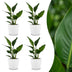 Green boutiQ - Strelitzia Reginea - Paradiesvogelblume - 4 Pflanzen - mit Weißem Topf - Topf 12cm - Höhe - 35cm Bild 1