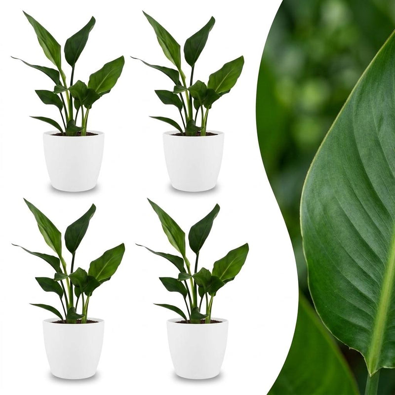 Green boutiQ - Strelitzia Reginea - Paradiesvogelblume - 4 Pflanzen - mit Weißem Topf - Topf 12cm - Höhe - 35cm