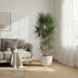 Dracaena Marginata branched - 220 cm - Ø40 cm - Exotic Houseplant Bild 3