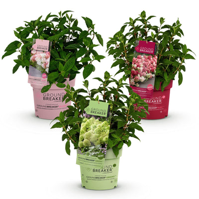 Green BoutiQ Rispenhortensie Groundbreaker 'Blush' - 3 Pflanzen